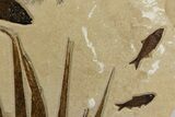 Fossil Palm and Fish Mural - Green River Formation, Wyoming #342428-8
